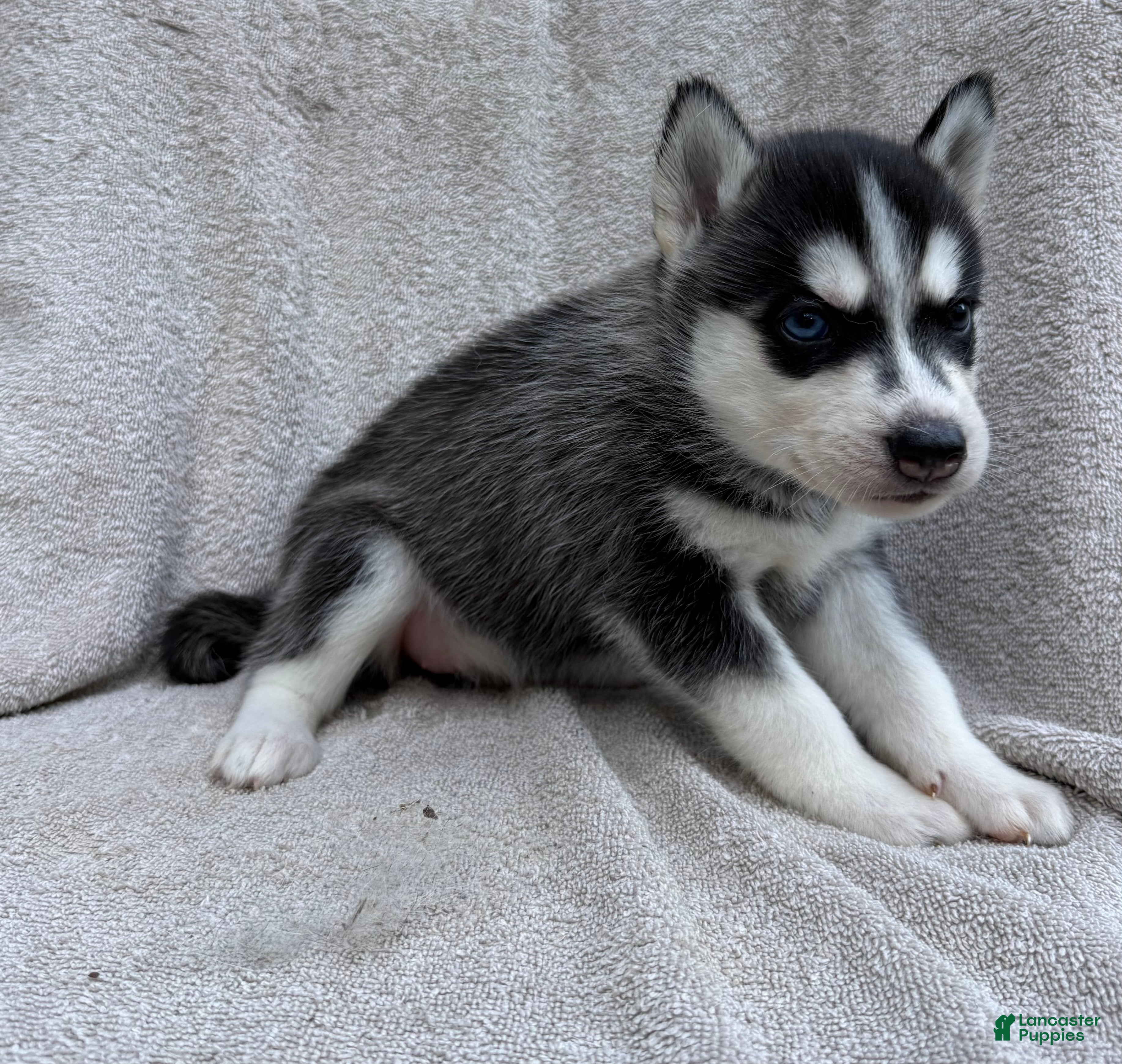 Siberian Husky dogs Bella - Ad 2