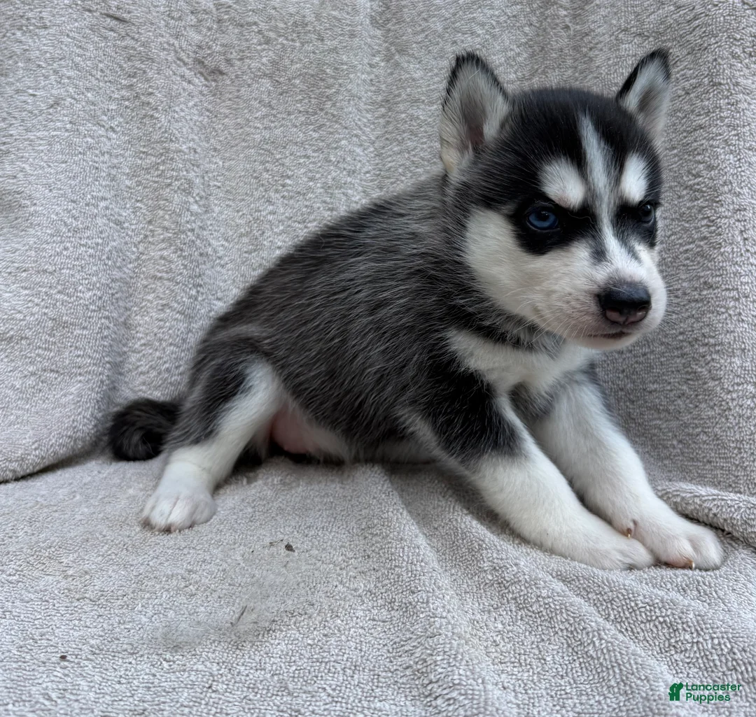 Siberian Husky dogs for sale: Bella - Ad 2