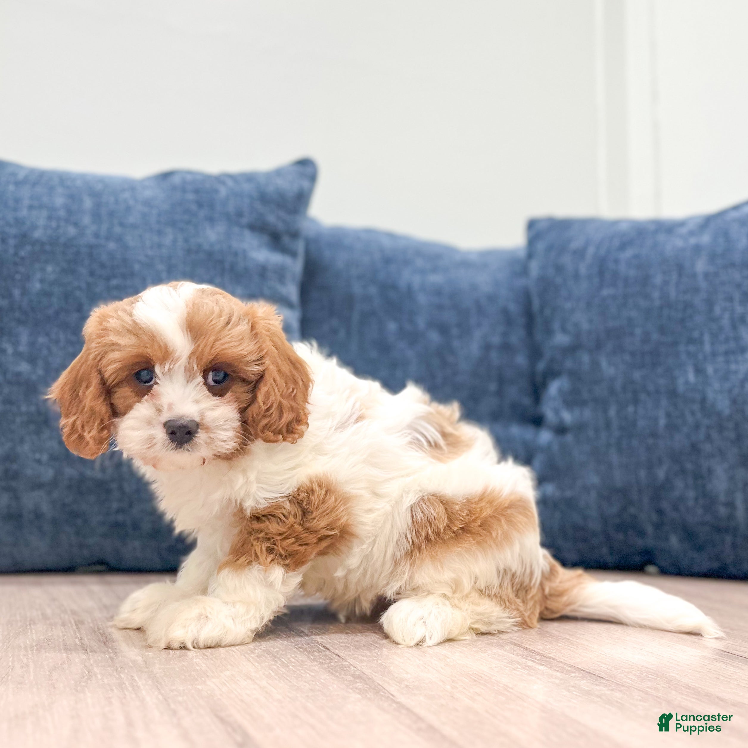 Cavapoo dogs Zoe - Ad 1