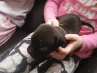 American Bully dogs Victoria Anthony - Ad 20