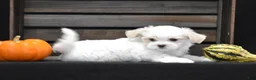 Maltese dogs for sale: Sienna - Ad 4