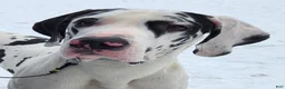 Great Dane dogs for sale: Black Female - Ad 5