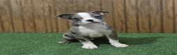 Boston Terrier dogs for sale: Buster - Ad 1