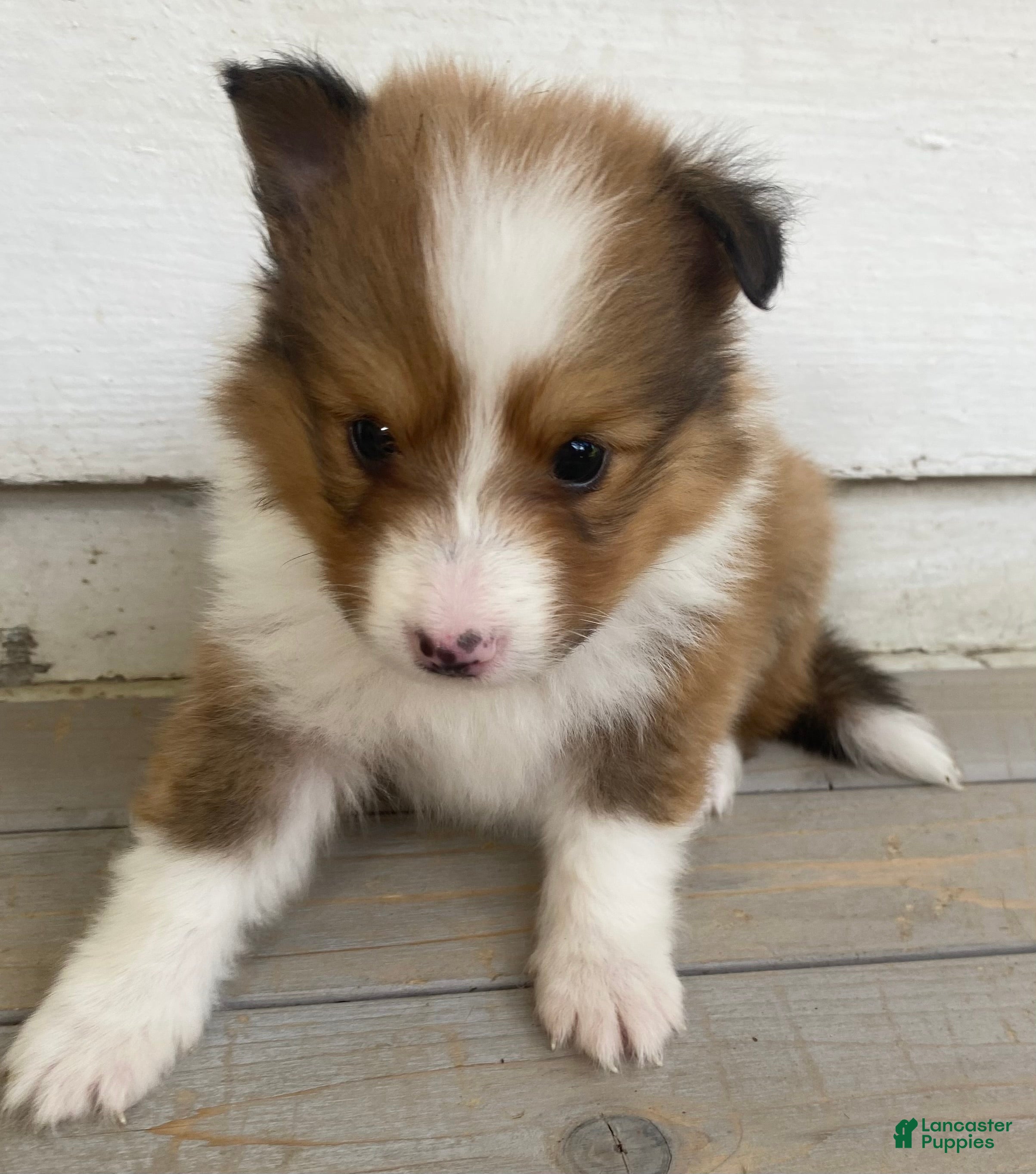 Shetland Sheepdog dogs AKC Shervin  - Ad 21