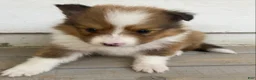 Shetland Sheepdog dogs for sale: Shervin  - Ad 3