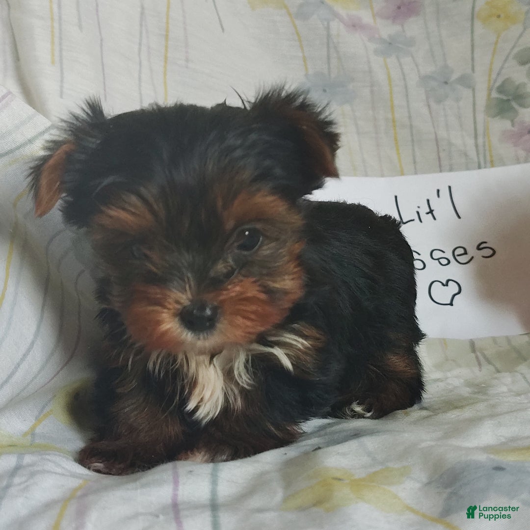 Yorkshire Terrier dogs for sale: Kisses - Ad 3