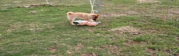 Shiba Inu dogs for sale: Fox - Ad 9