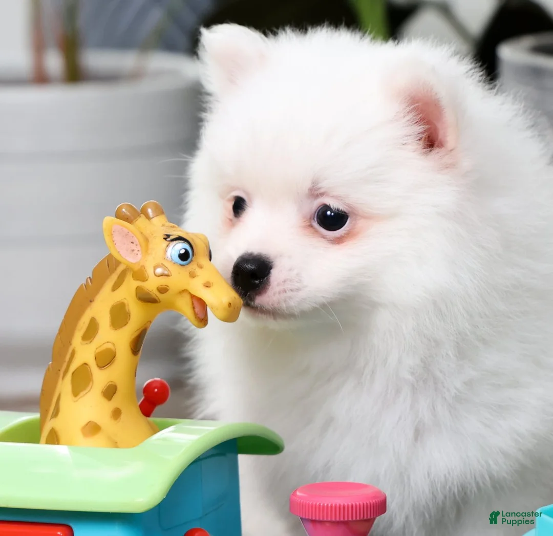 Pomeranian dogs for sale: Teddy - Ad 8