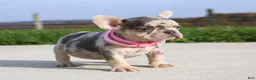 French Bulldog dogs for sale: Pebbles - Ad 5