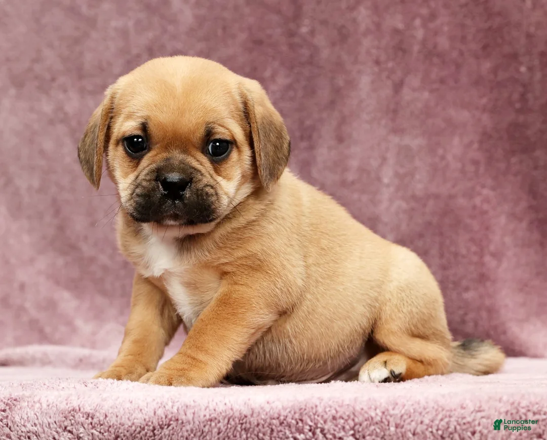 Puggle dogs for sale: Charlie - Ad 3