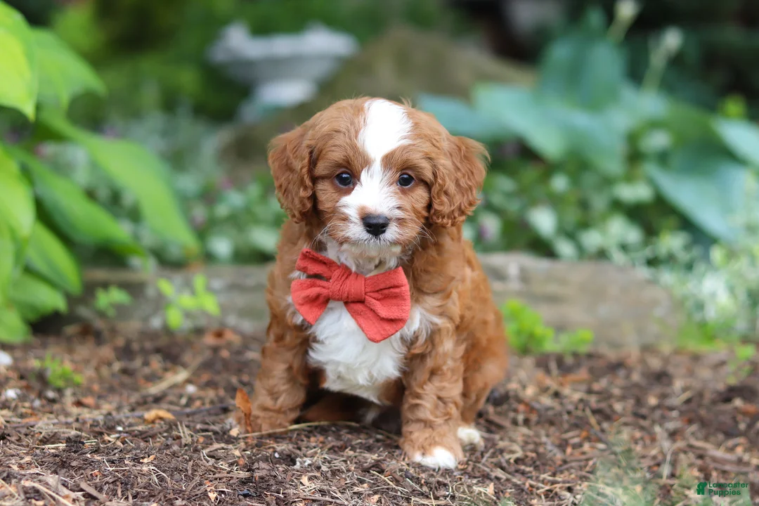 Cavapoo dogs for sale: Champ - Ad 2