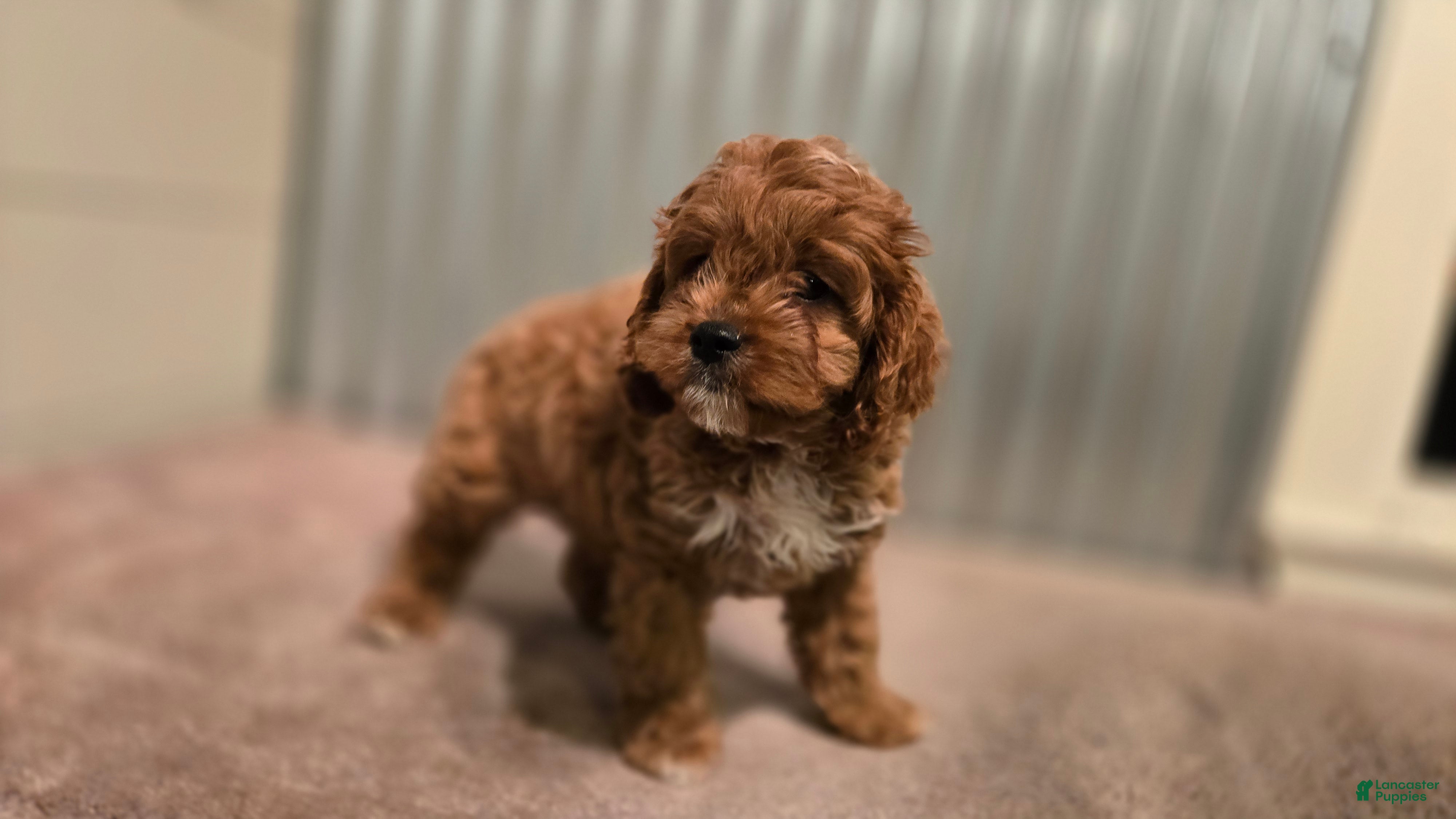 Cavapoo dogs Jack - Ad 1