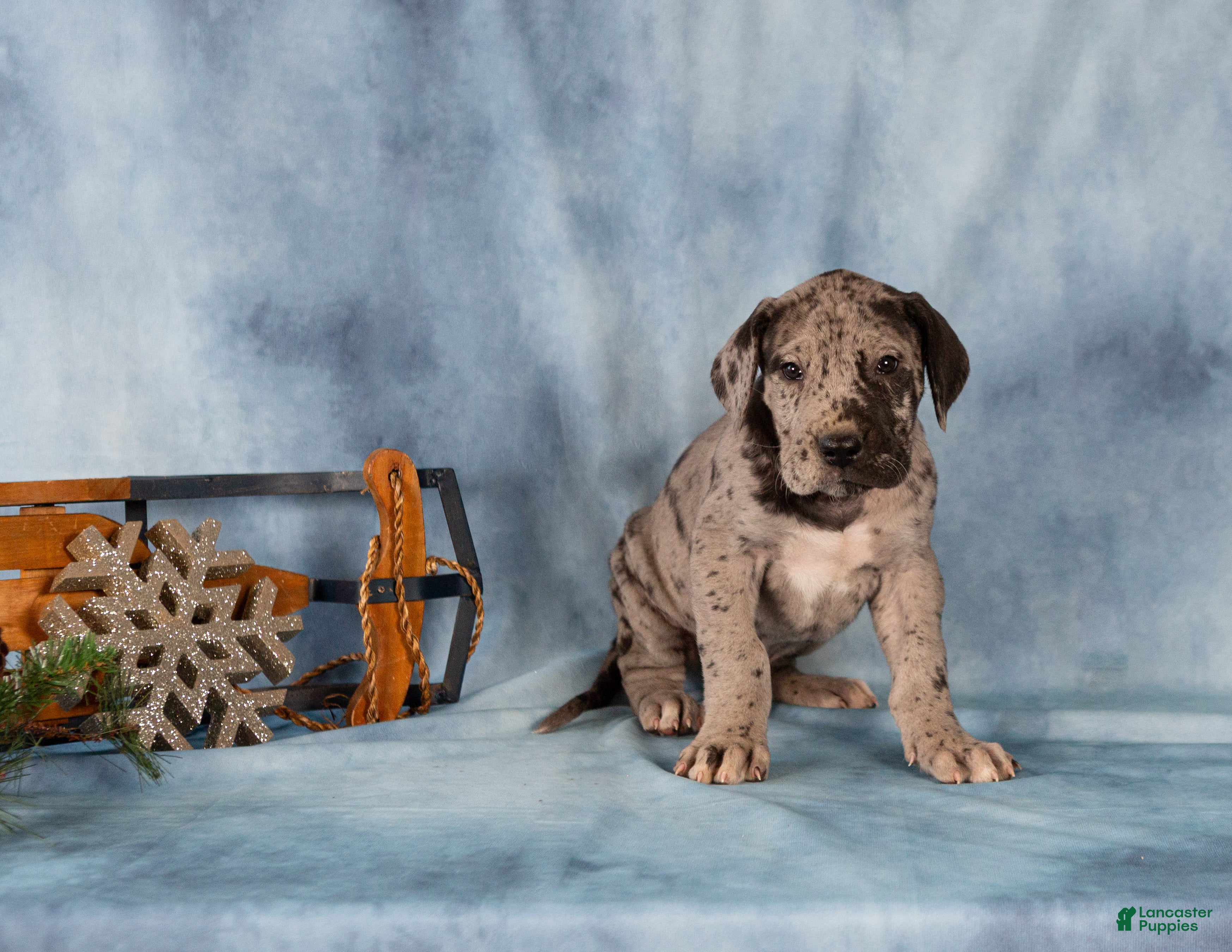 Great Dane dogs Duke - Ad 7