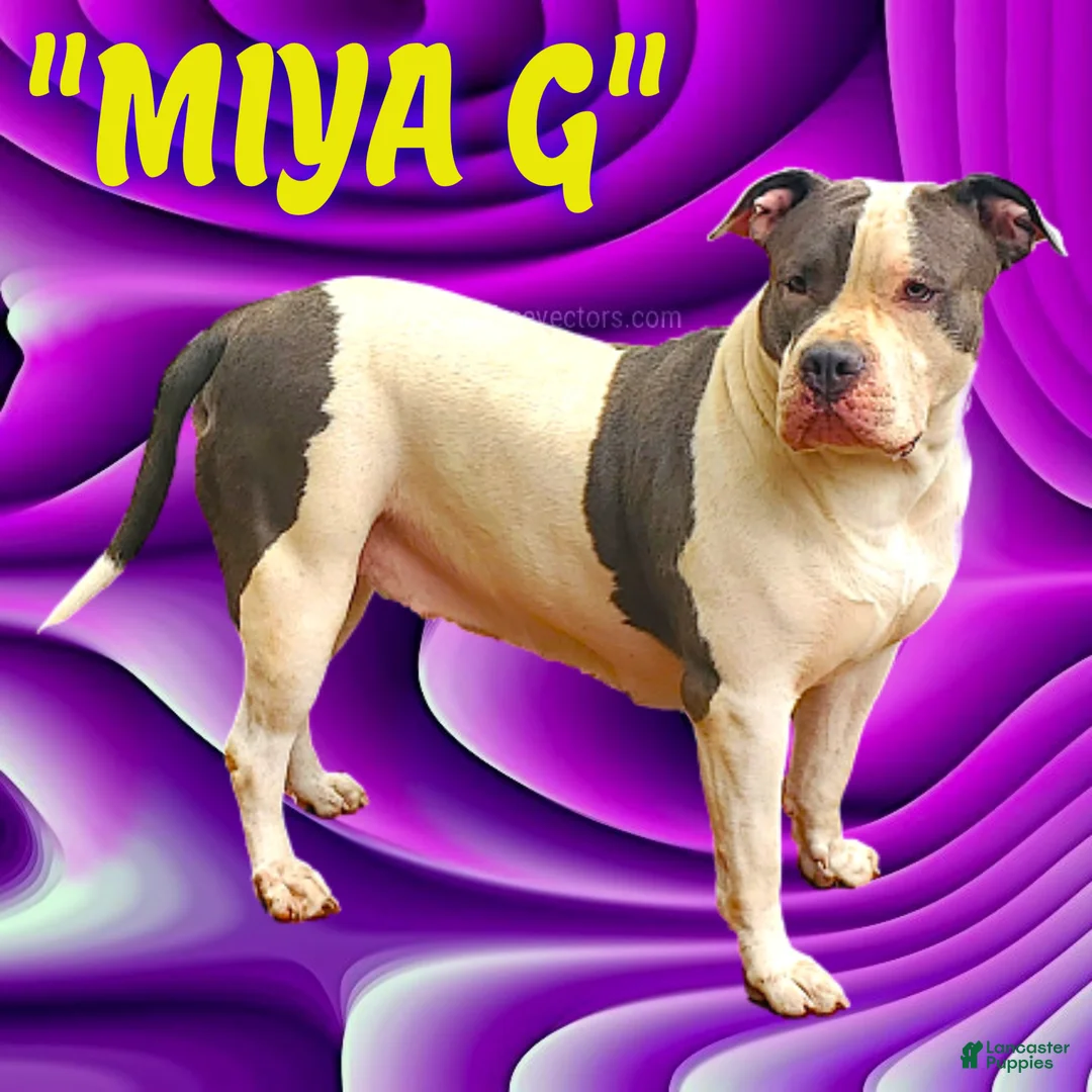American Bully dogs for sale: MEG THA STALLION - Ad 8
