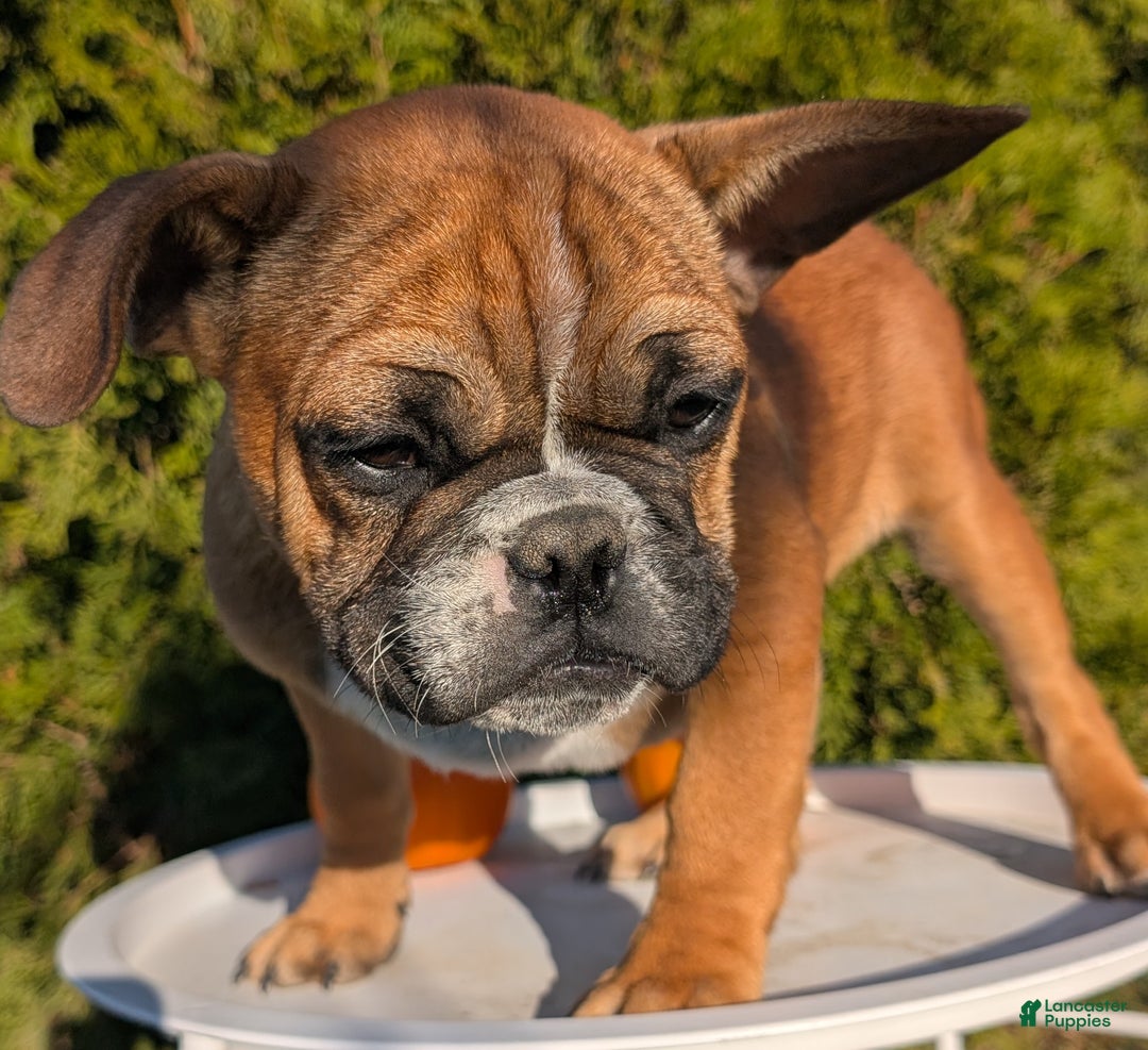 French Bulldog dogs for sale: Odin - Ad 12