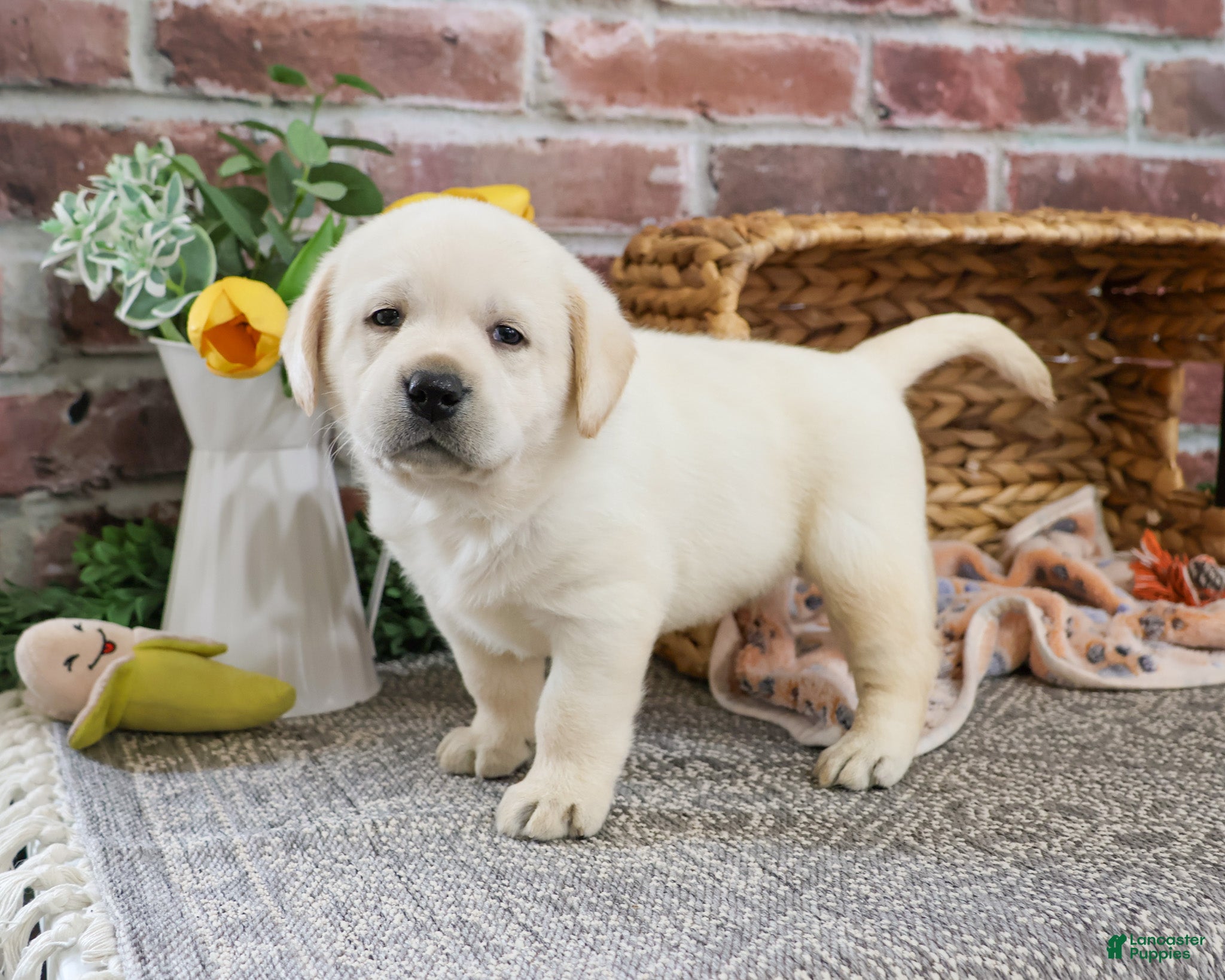 Labrador Retriever dogs Junior  - Ad 40