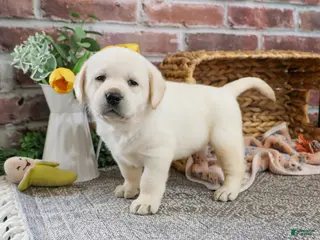 Labrador Retriever dogs Junior - Ad 40