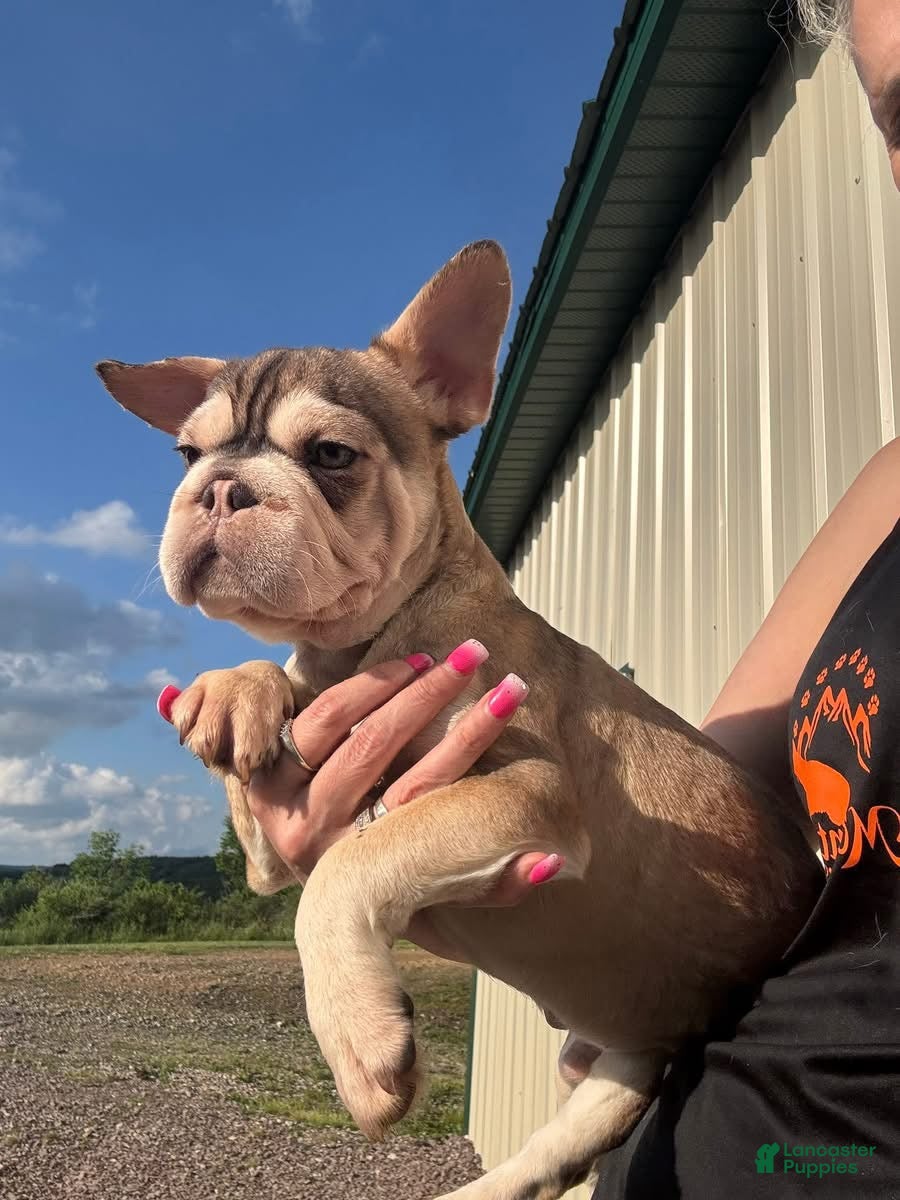 French Bulldog dogs French Bulldog 1 - Ad 39