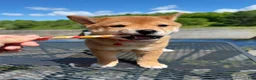 Shiba Inu dogs for sale: 🤎 Teddy 🤎 - Ad 3