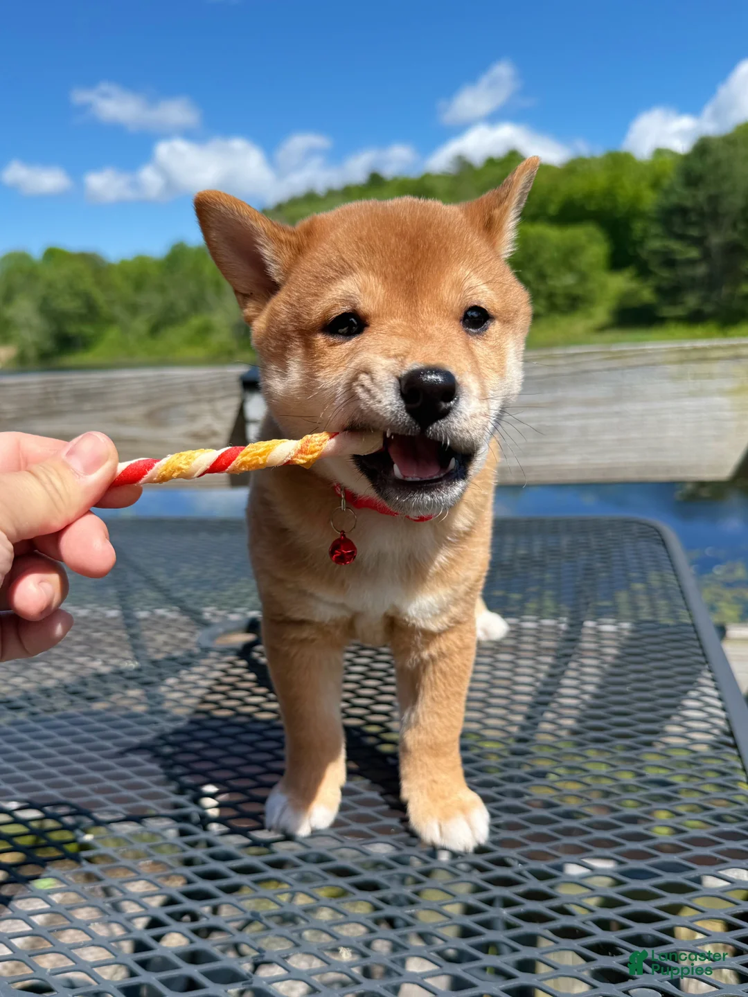Shiba Inu dogs for sale: 🤎 Teddy 🤎 - Ad 3