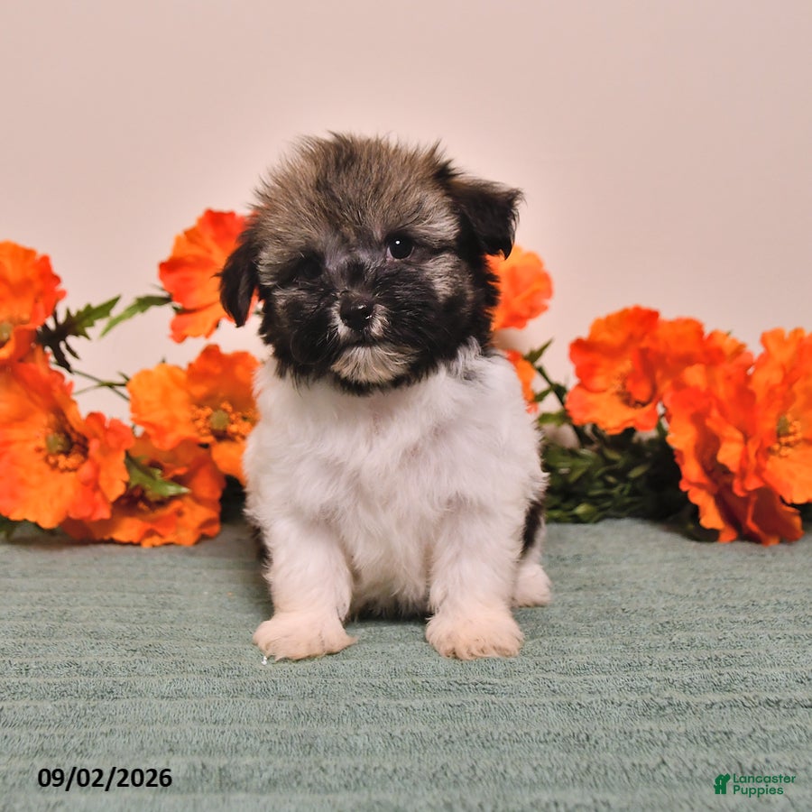 Havanese dogs Hannah - Ad 1
