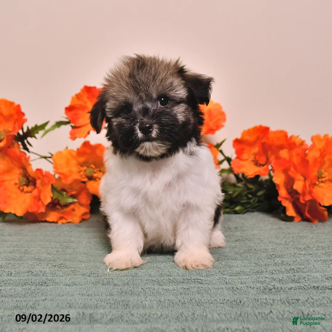 Havanese dogs for sale: Hannah - Ad 1