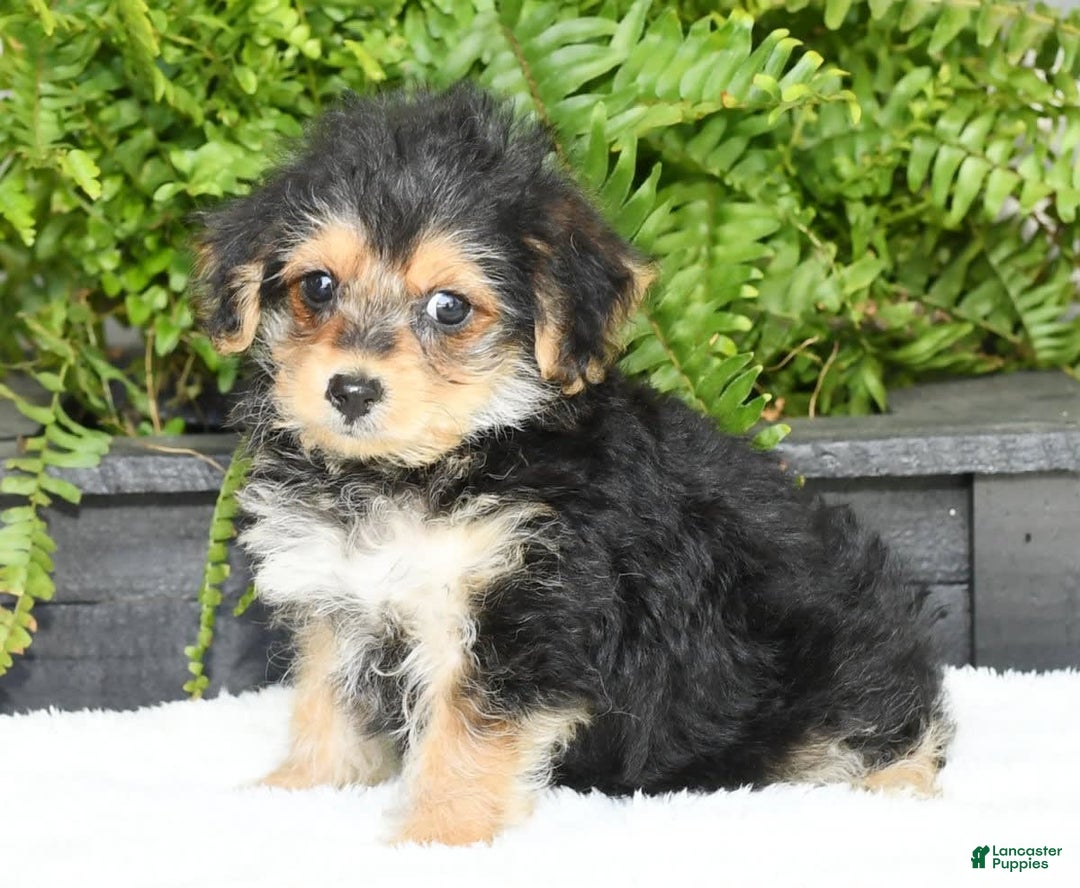 Yochon dogs for sale: Ricky - Ad 11