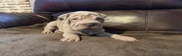 Shar Pei dogs for sale: Romeo - Ad 8