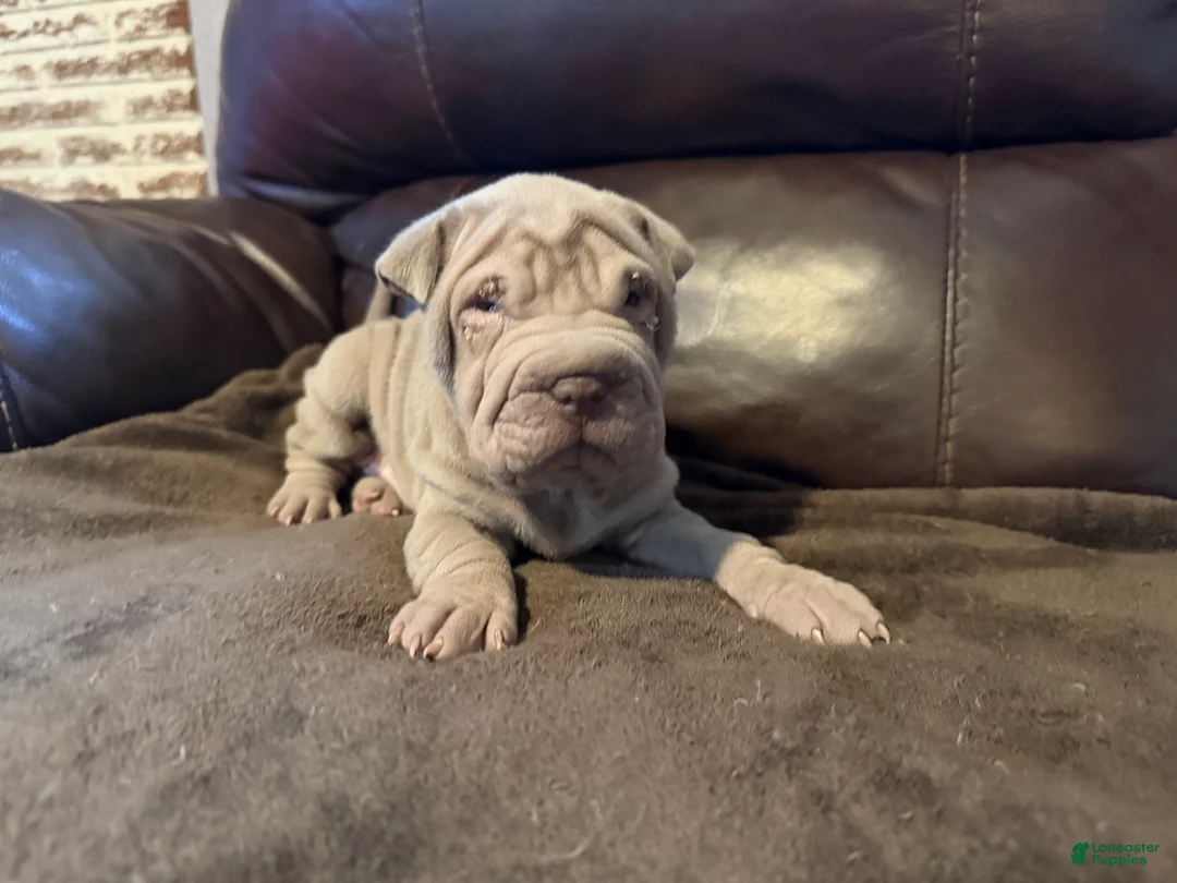 Shar Pei dogs for sale: Romeo - Ad 8