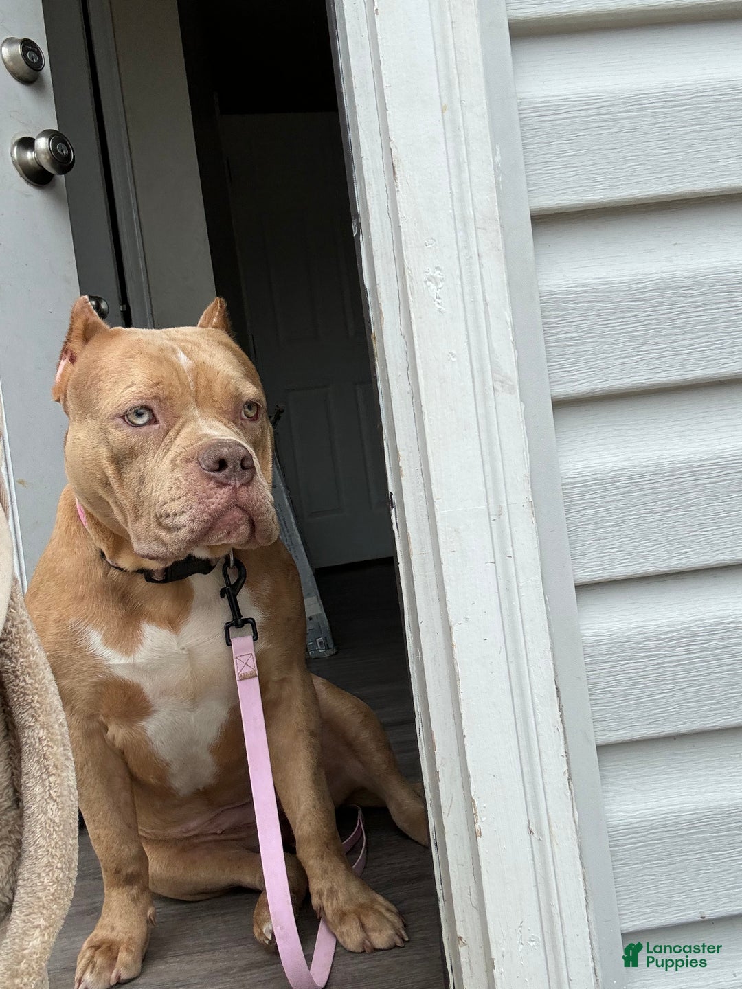 American Bully dogs for sale: Brownie  - Ad 3