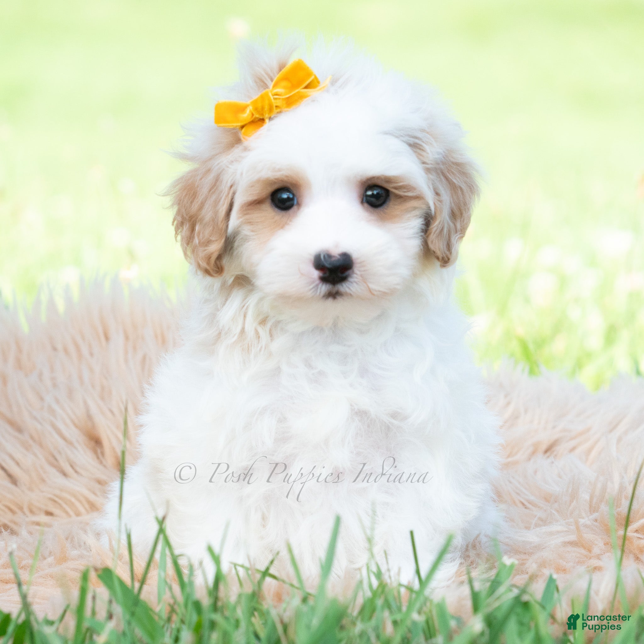 Maltipoo dogs Jazz - Ad 25