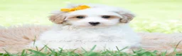Maltipoo dogs for sale: Jazz - Ad 1
