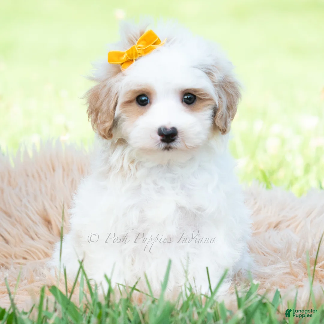 Maltipoo dogs for sale: Jazz - Ad 1