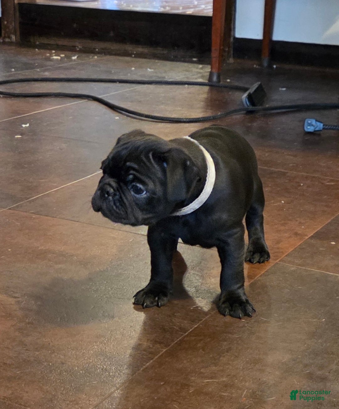 Mixed Breed dogs for sale: Ranger - Ad 6