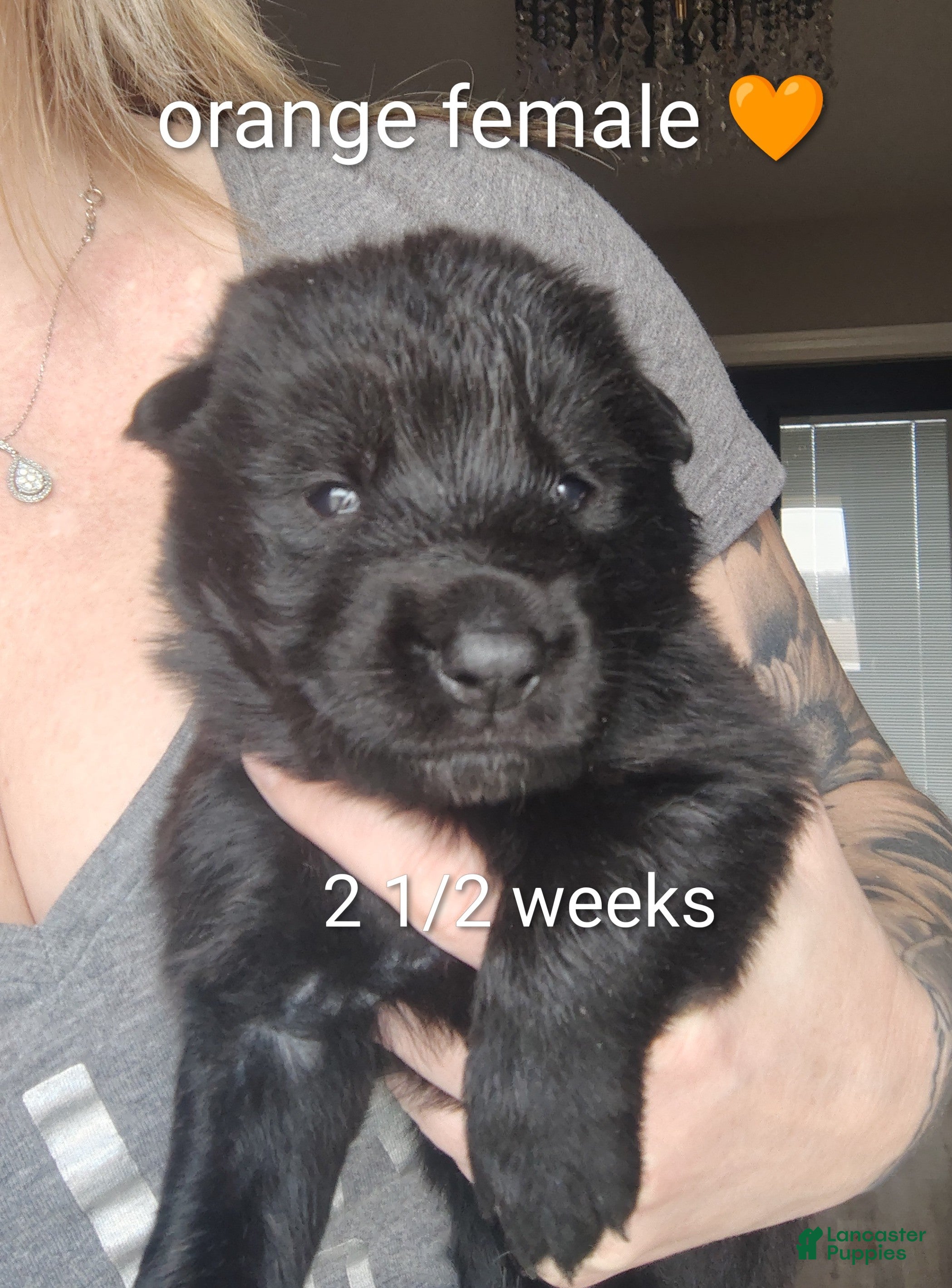 German Shepherd dogs Raven - Ad 2