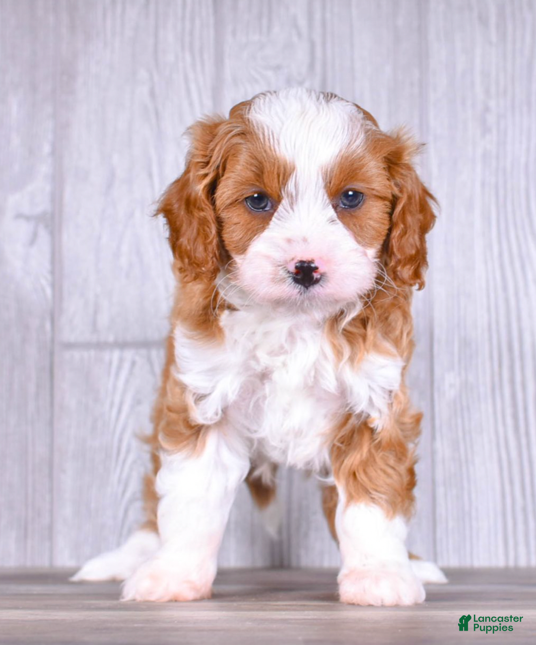 Cavapoo dogs for sale: Tony - Ad 2