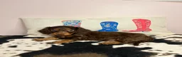 Miniature Dachshund dogs for sale: Dunkin - Ad 3