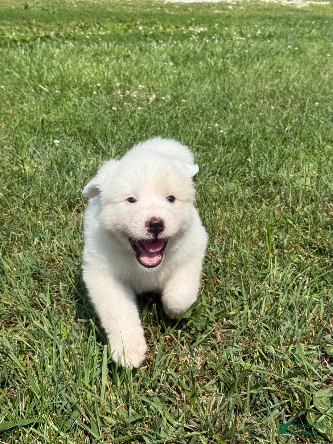 Great Pyrenees dogs for sale: Mr Black  - Ad 7