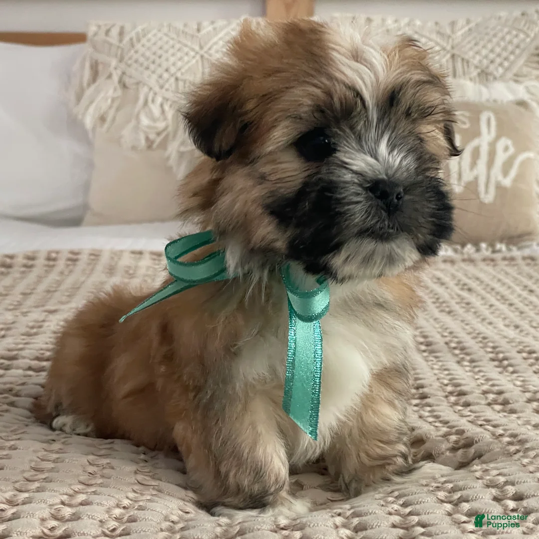 Morkie dogs for sale: Nacho - Ad 9