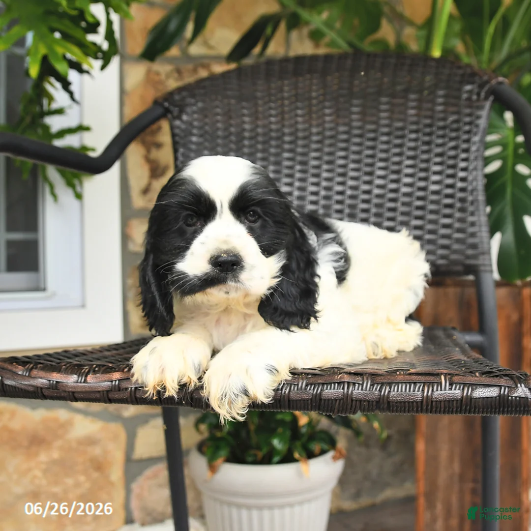 English Cocker Spaniel dogs for sale: Casey - Ad 2
