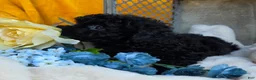 Toy Poodle dogs for sale: Blackie - Ad 4
