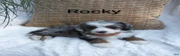 Mini Bernedoodle dogs for sale: Rocky  - Ad 8
