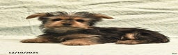 Yorkshire Terrier dogs for sale: Davis - Ad 8