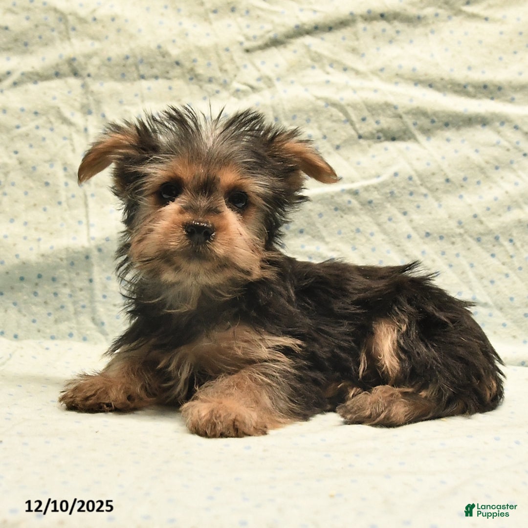 Yorkshire Terrier dogs for sale: Davis - Ad 8