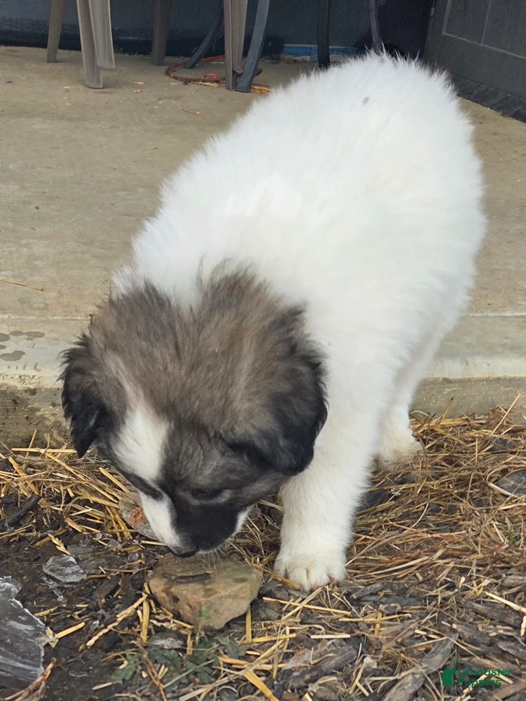 Great Pyrenees dogs for sale: Holly - Ad 14