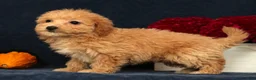 Bichpoo dogs for sale: Oasis - Ad 5