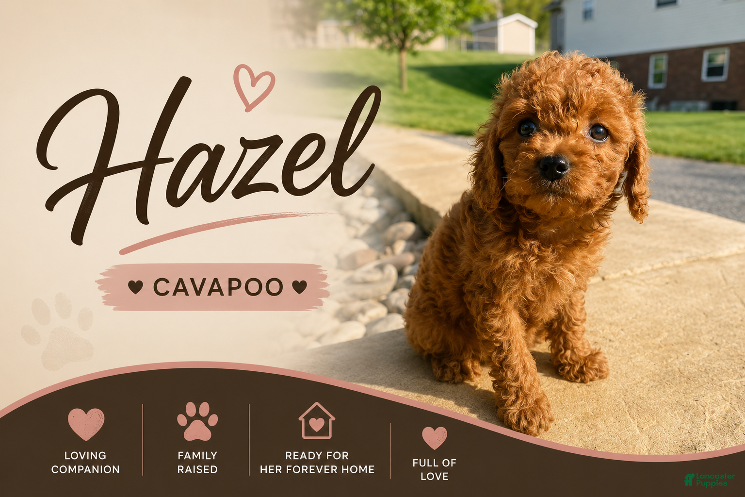 Cavapoo dogs Hazel - Ad 1