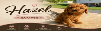 Hazel