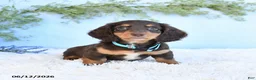 Miniature Dachshund dogs for sale: Scotty - Ad 4