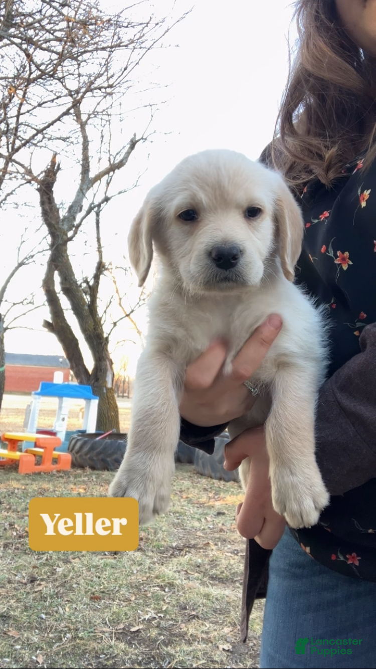 Labradoodle dogs Yeller - Ad 10